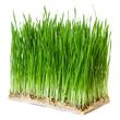 Búzamag csíráztatásra 50g, bio Bulkshop Búzamag csíráztatásra 50g, bio Bulkshop