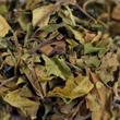 Fehér tea Pai Mu Tan, 50g Fehér tea Pai Mu Tan, 50g