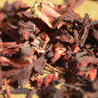 Kép 2/3 - Hibiszkusz virág tea 200g