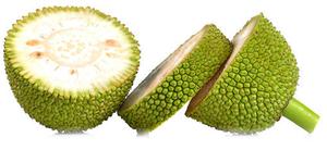A jackfruit gyümölcs kitűnően használható vegán húshelyettesítő A jackfruit gyümölcs kitűnően használható vegán húshelyettesítő